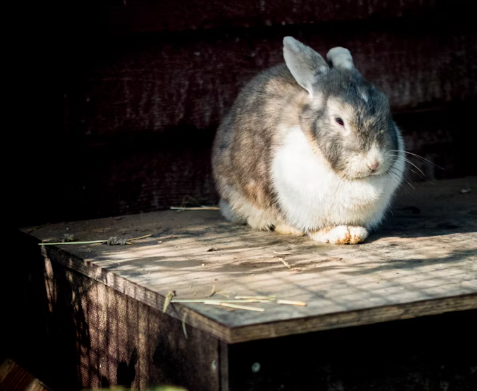 pet abandonment crisis