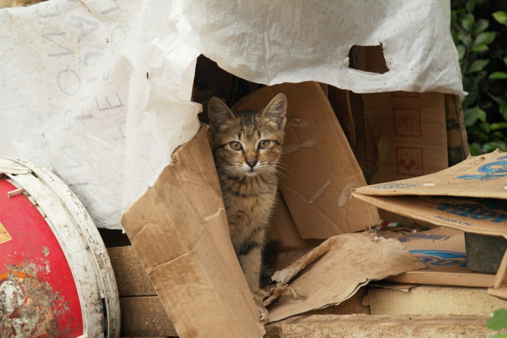 pet abandonment crisis