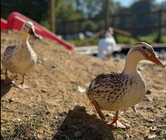 ducks animal rescue in Essex