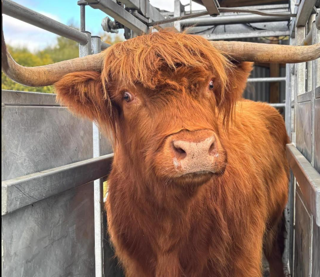 Cow