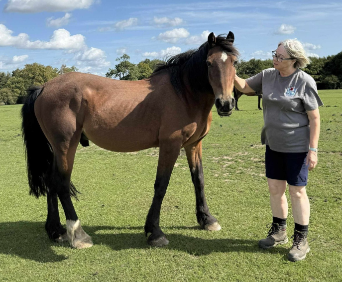 volunteering with horses in Essex