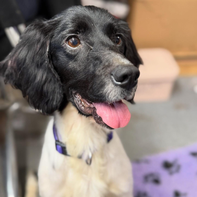 Rescue spaniel