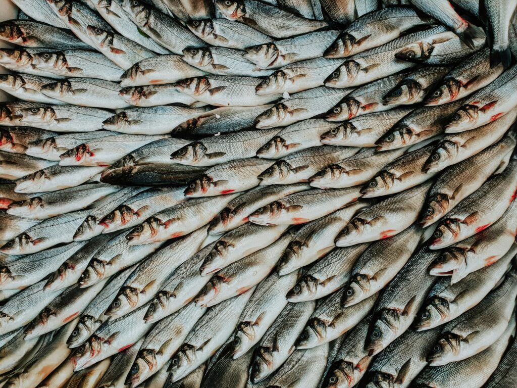 Fish welfare