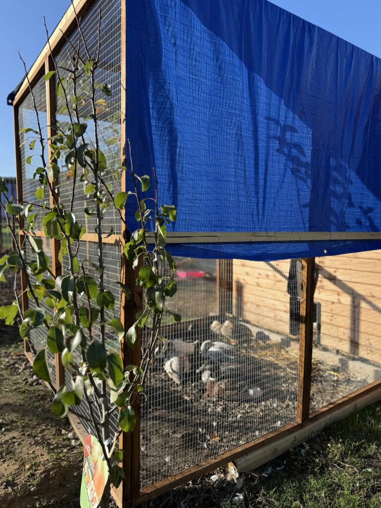 Flockdown bird flu in Essex