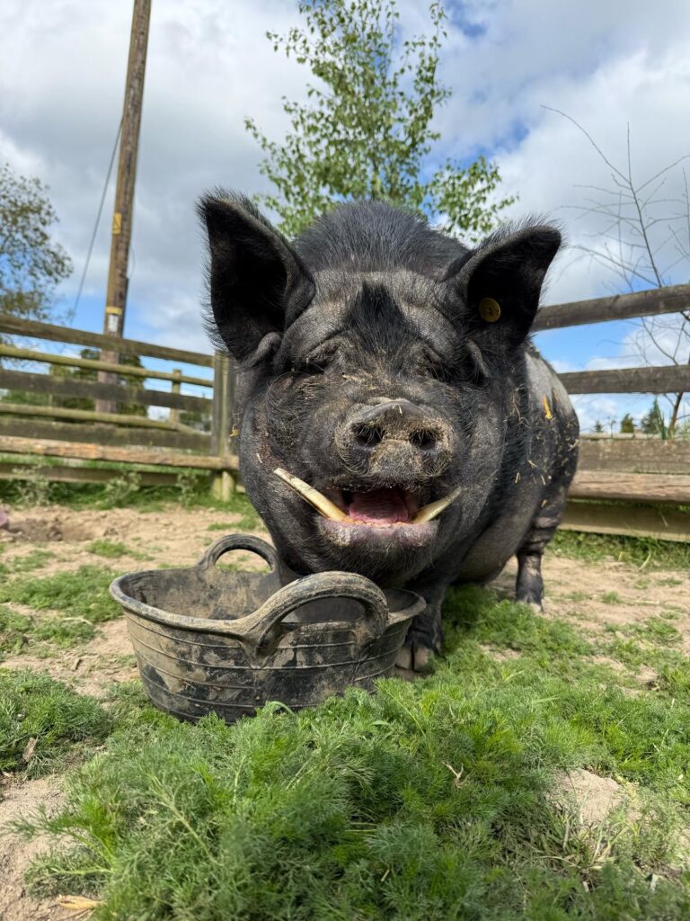 pigs in blankets Dexter