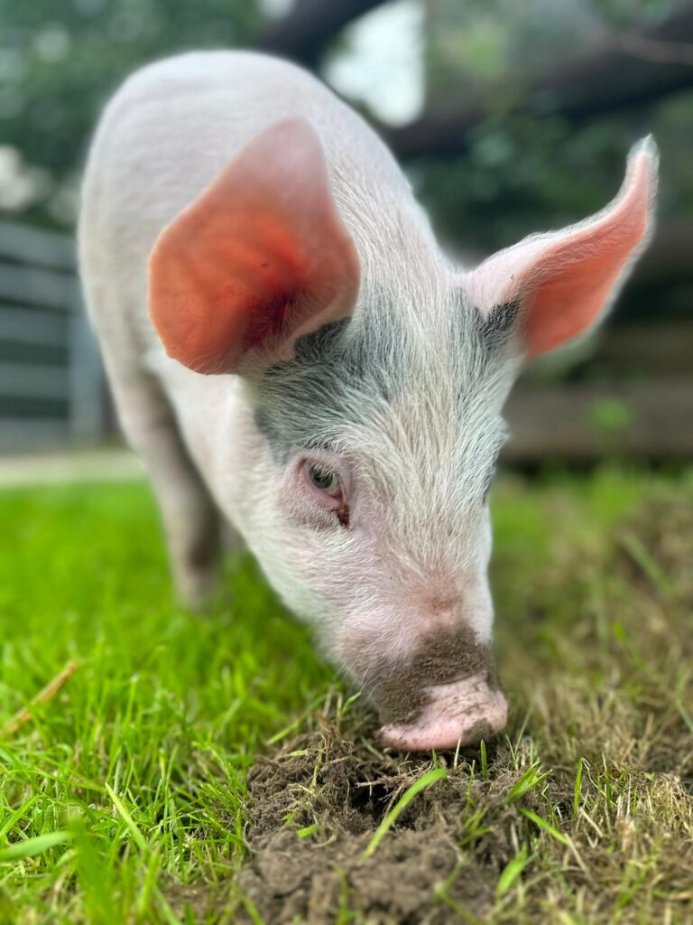 Pigs in Blankets Peggy