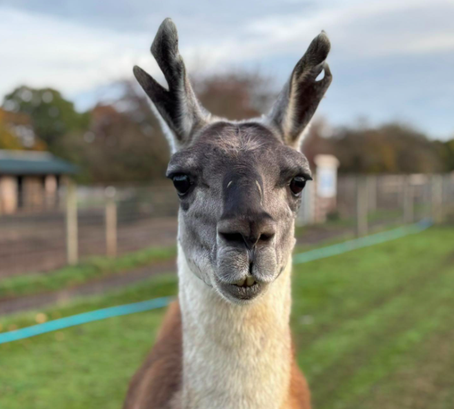 Henry the Llama where to visit animals in Essex
