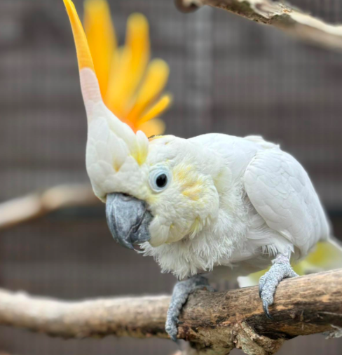 Avian flu in Essex Bird Flu