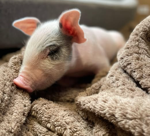 pigs in blankets Peggy