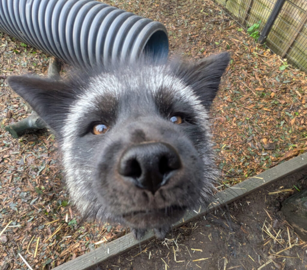 best animal sanctuary in UK Hopefield