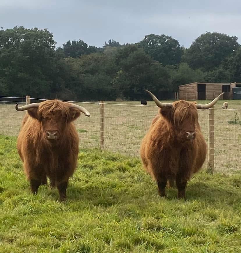 Highland cow experience in Essex
