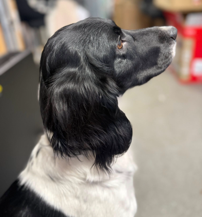 Oreo dog rescue in Essex