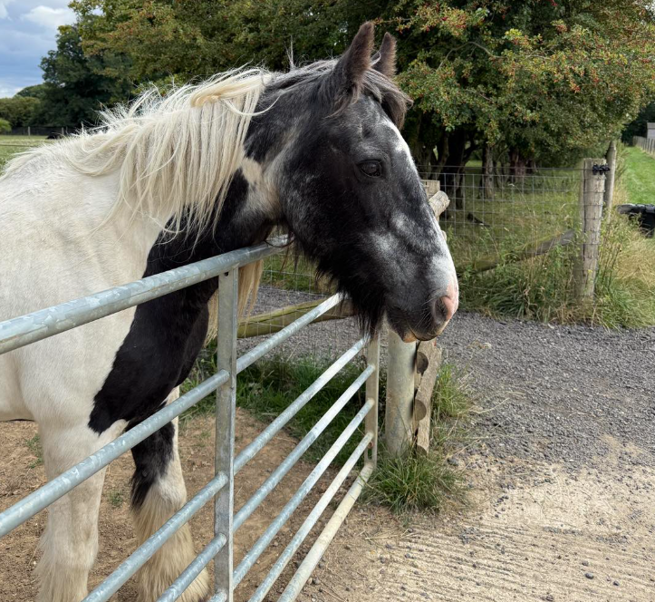 Jasmine horse rescue in Essex