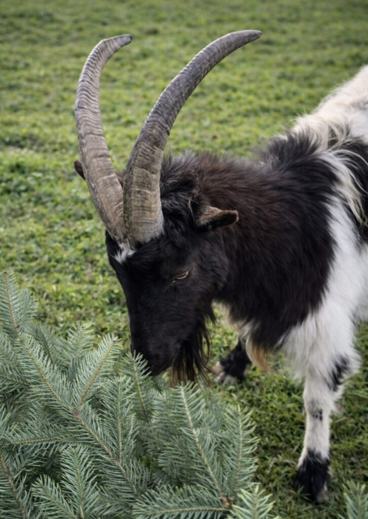 House & Jackson goat rescue in Essex
