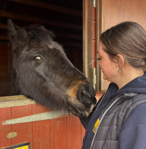 Horse rescue in Essex Palmer the Horse