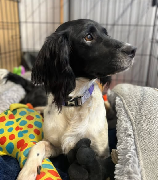 Oreo dog rescue in Essex Animal sanctuary in Essex