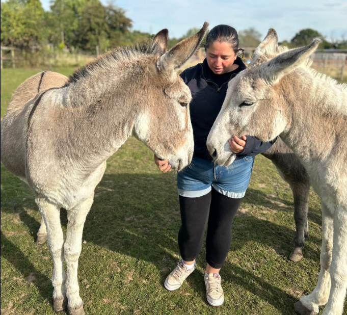 donkey rescue in Essex Bella and Peggy