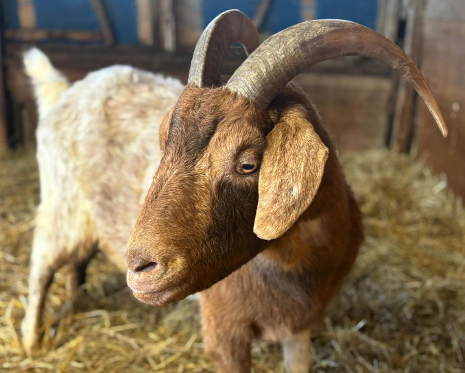 Trinity the goat goat rescue in Essex