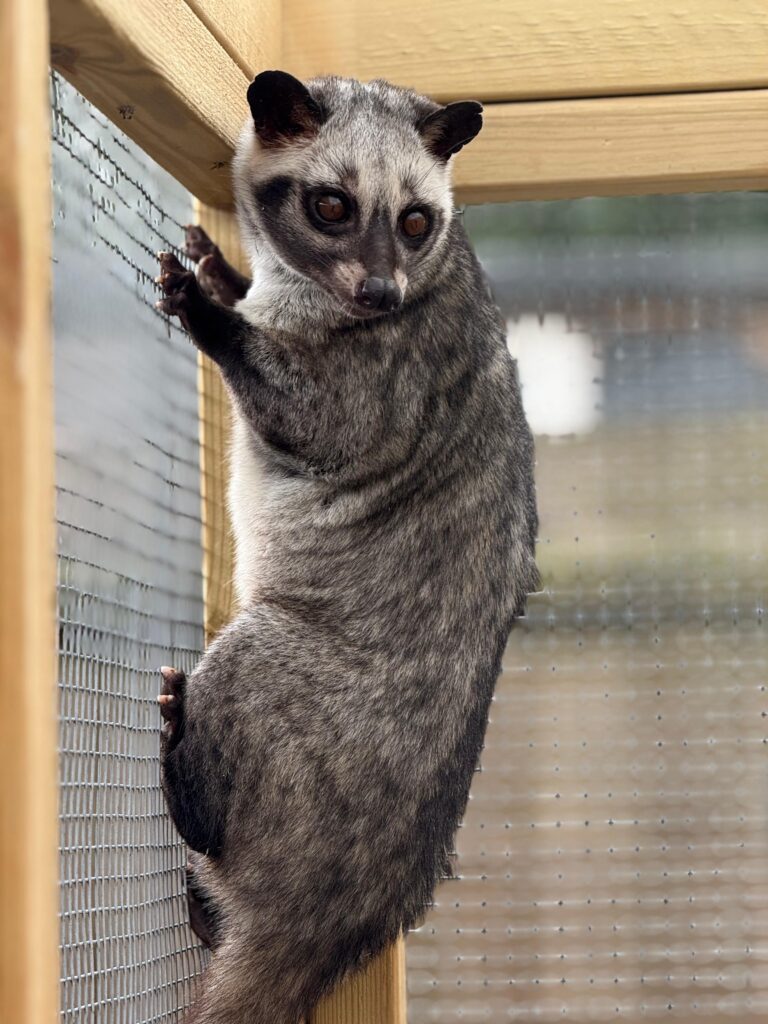 leaving a legacy to an animal charity