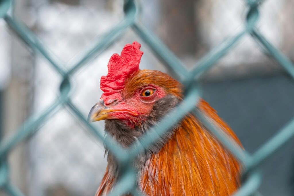 Caged Hen cruelty free eggs animal welfare blog