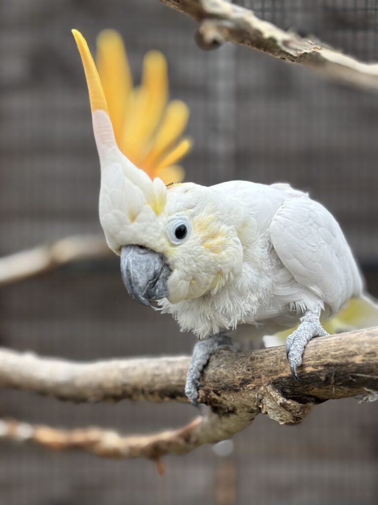 Basil or Becks zoo in Essex exotic animal rescue