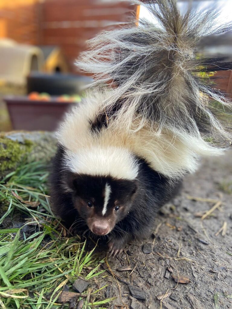 Skunk zoo in Essex exotic animal rescue