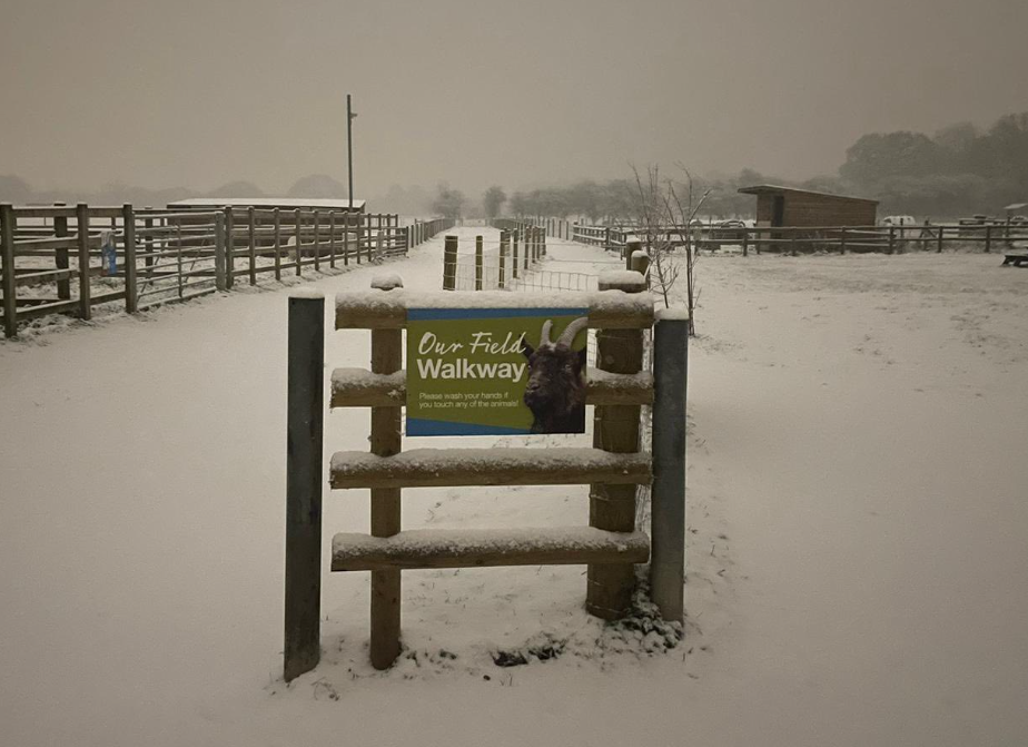 animal sanctuary in winter