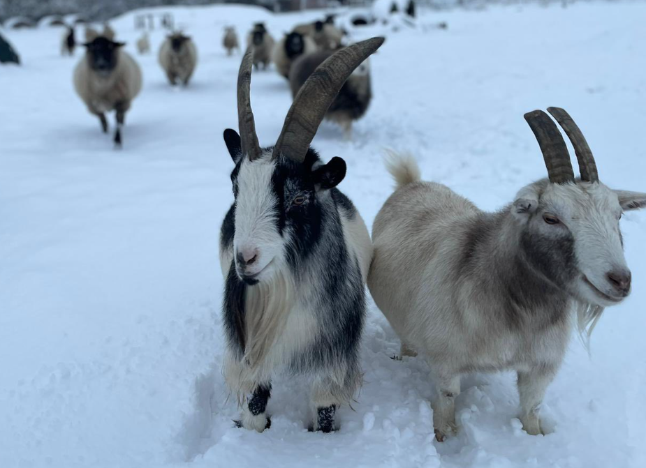 animal sanctuary in winter
