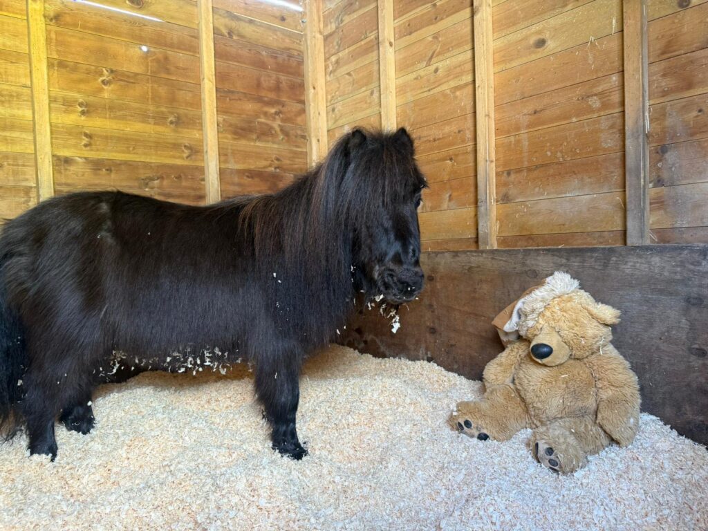 Gremlin pony rescue in Essex