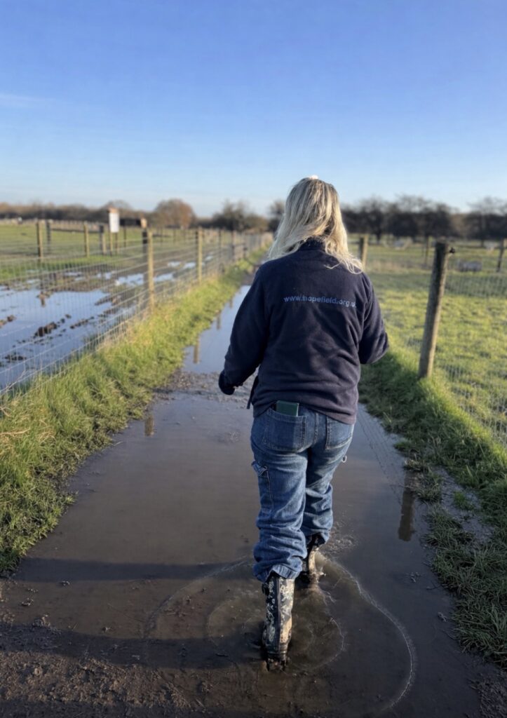 Animal sanctuary in winter