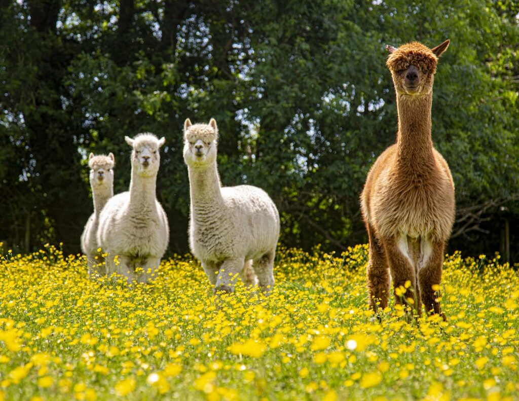 things to do in Essex zoo in Essex