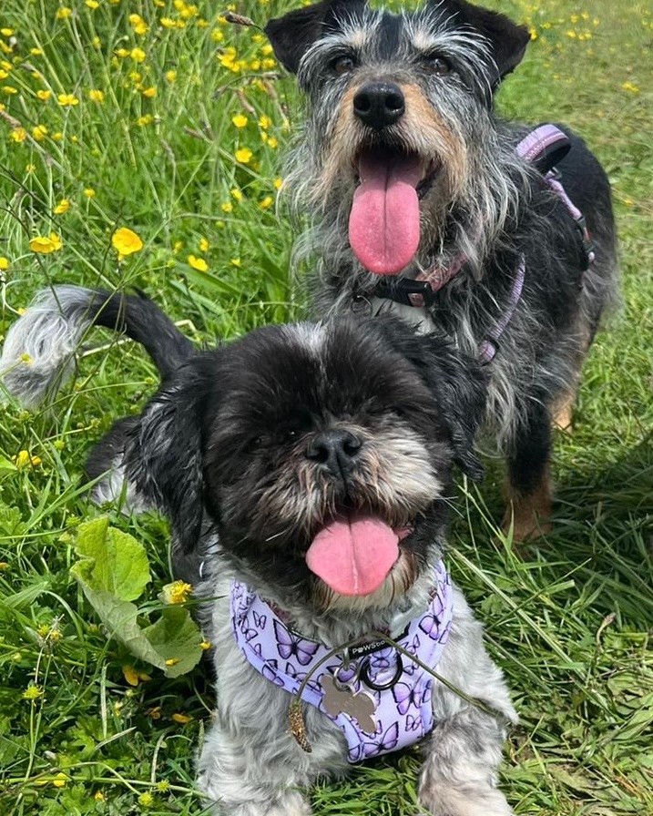 Miley the rescue dog