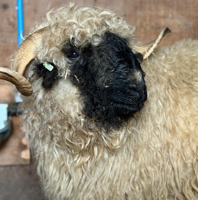 Valais Blacknose Sheep in Essex