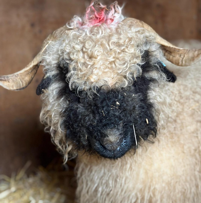 Valais Blacknose sheep in Essex