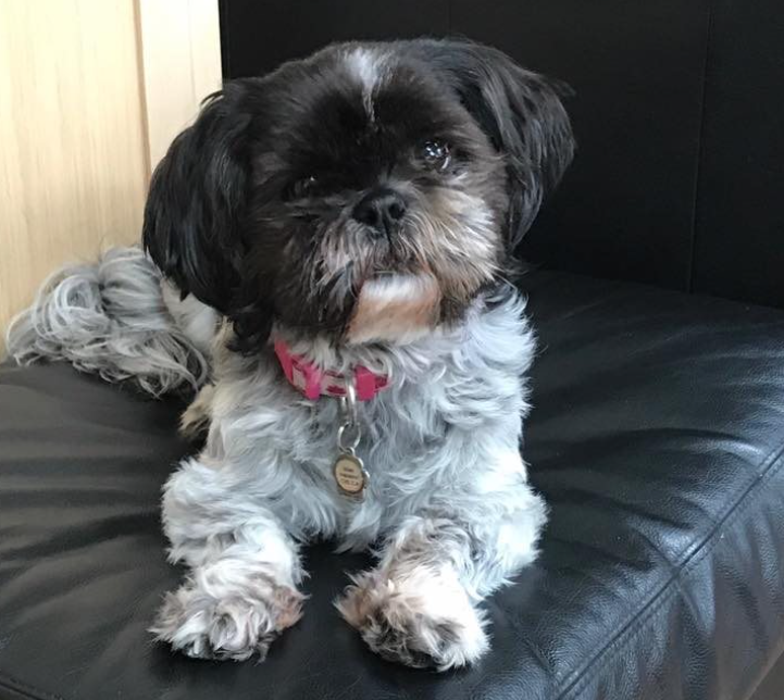 Miley the rescue dog