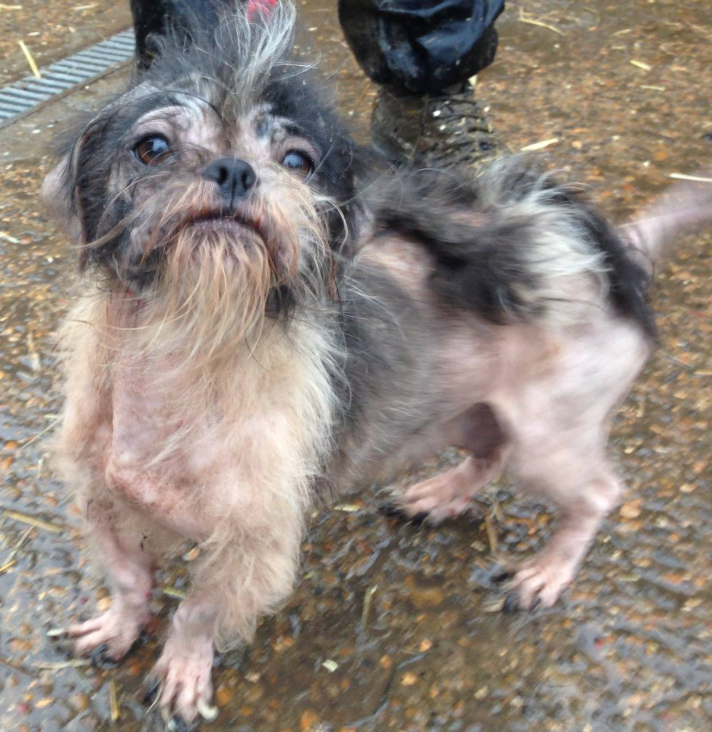 Miley the rescue dog