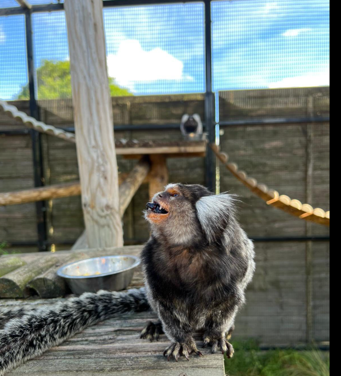 primate licensing laws