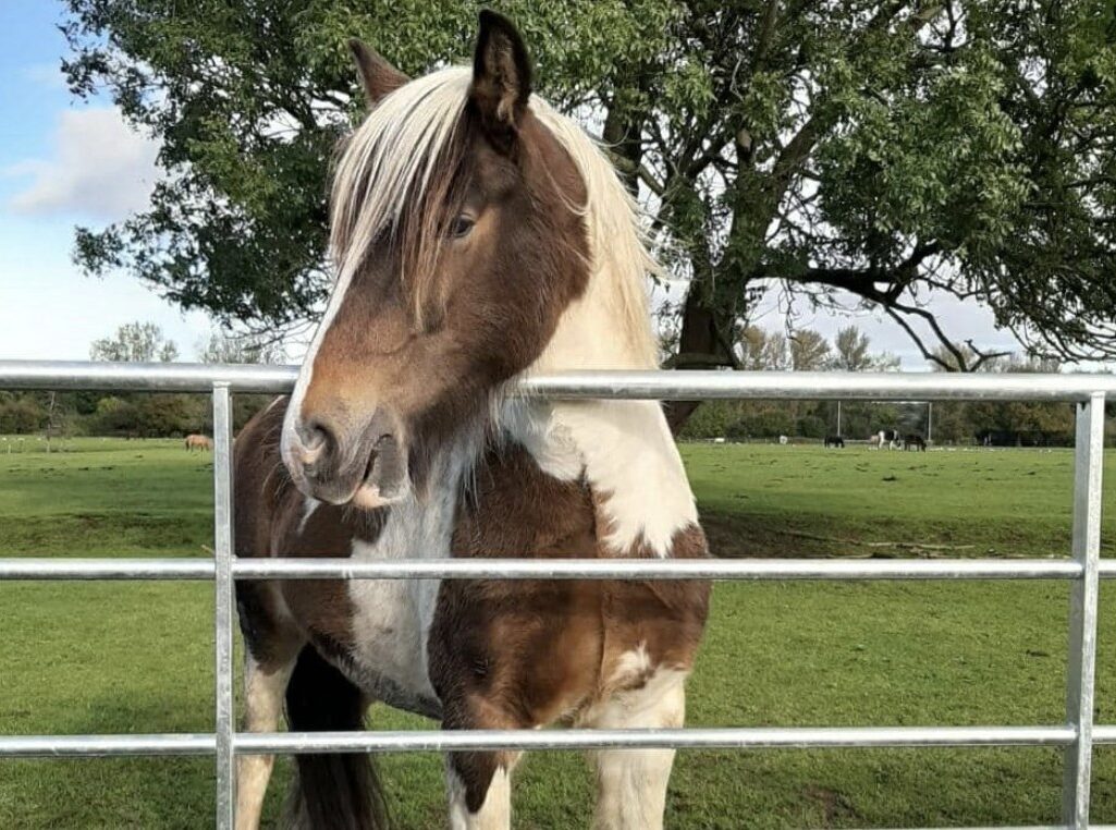 481477093_3515717485228593_5311942458398067442_n