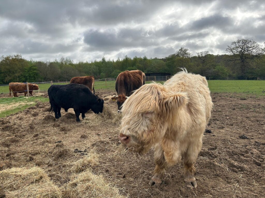 Hamish the Highland Cow where to see Highland cows in Essex