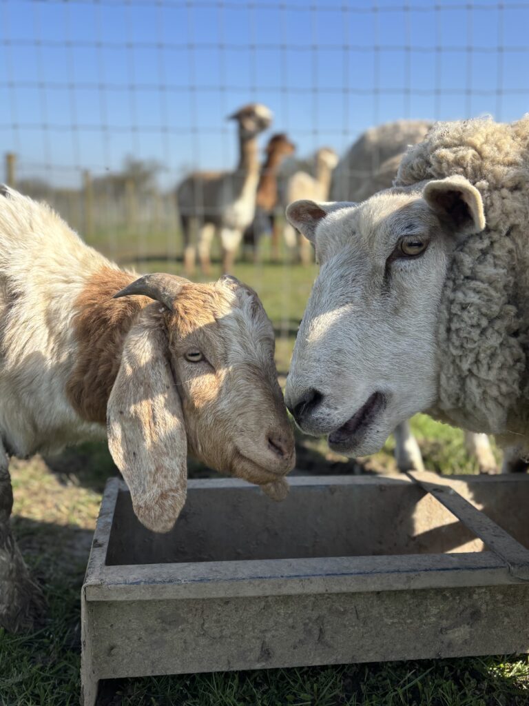 The Animals We Don’t See: The Hidden Cost of ‘Norma