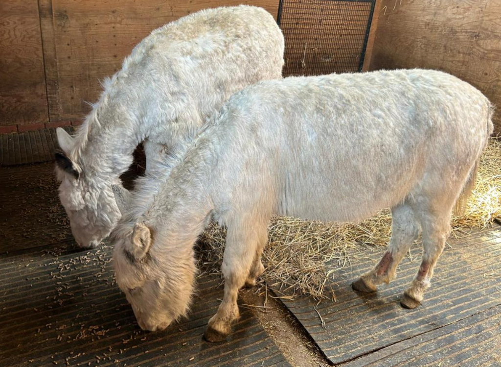 Fripps Farm Chuck and Johnny donkeys