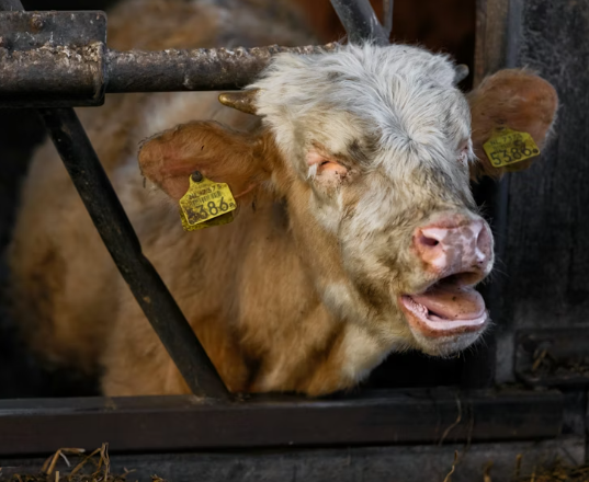 animal welfare cow rescue in Essex