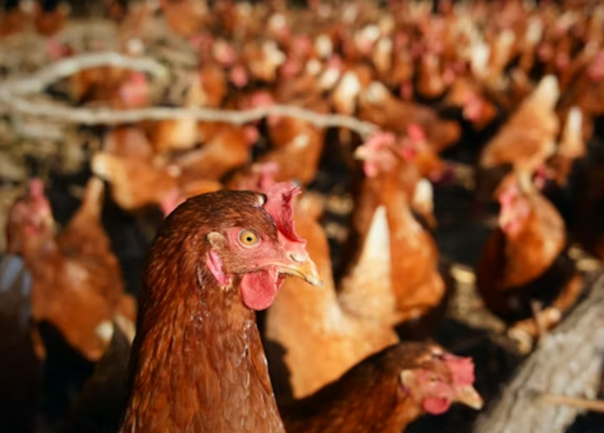 animal welfare animal rescue in Essex