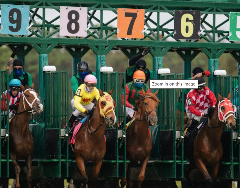 animal welfare horse rescue in Essex