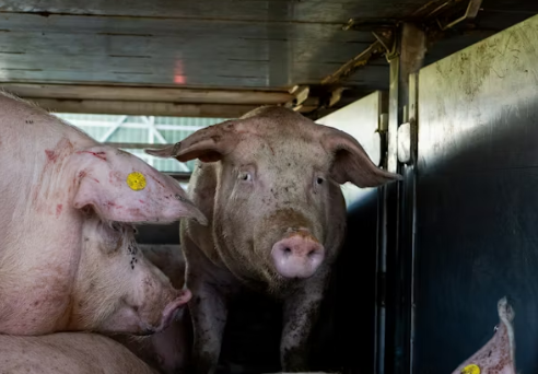 animal welfare pig rescue