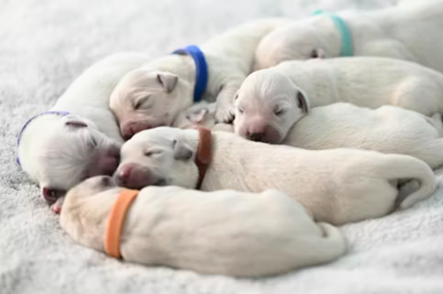 animal welfare dog rescue in Essex