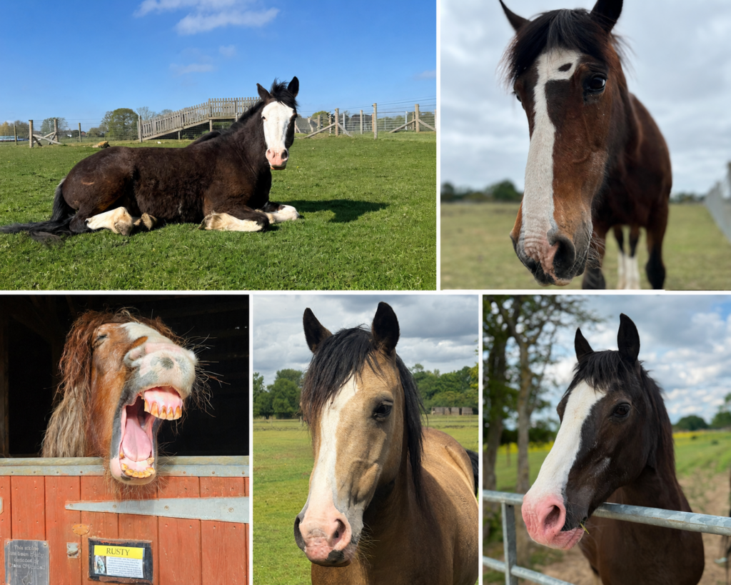 A12 horses horse rescue in Essex