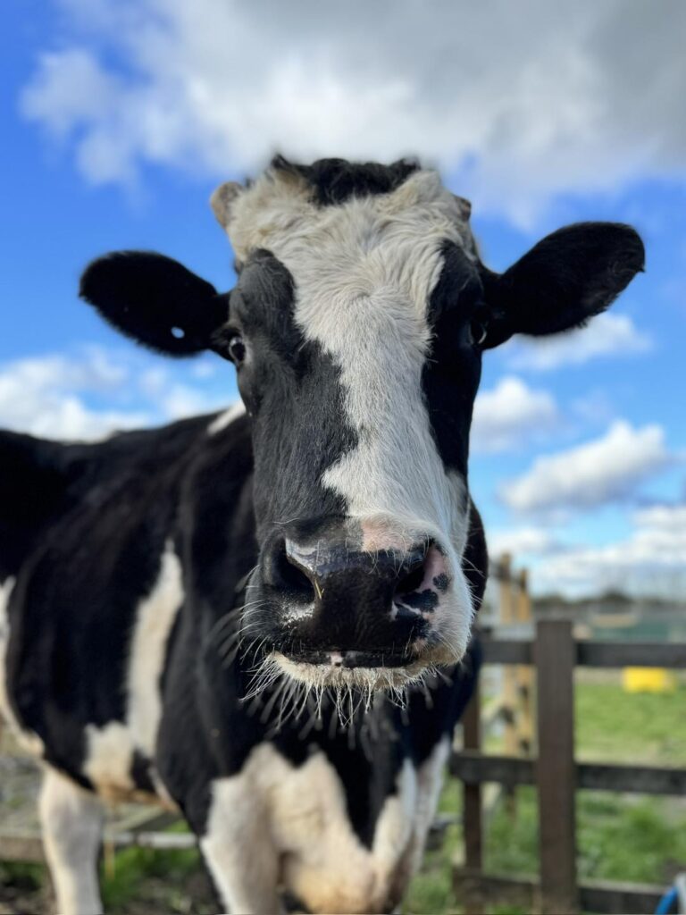 Devon cow rescue in Essex