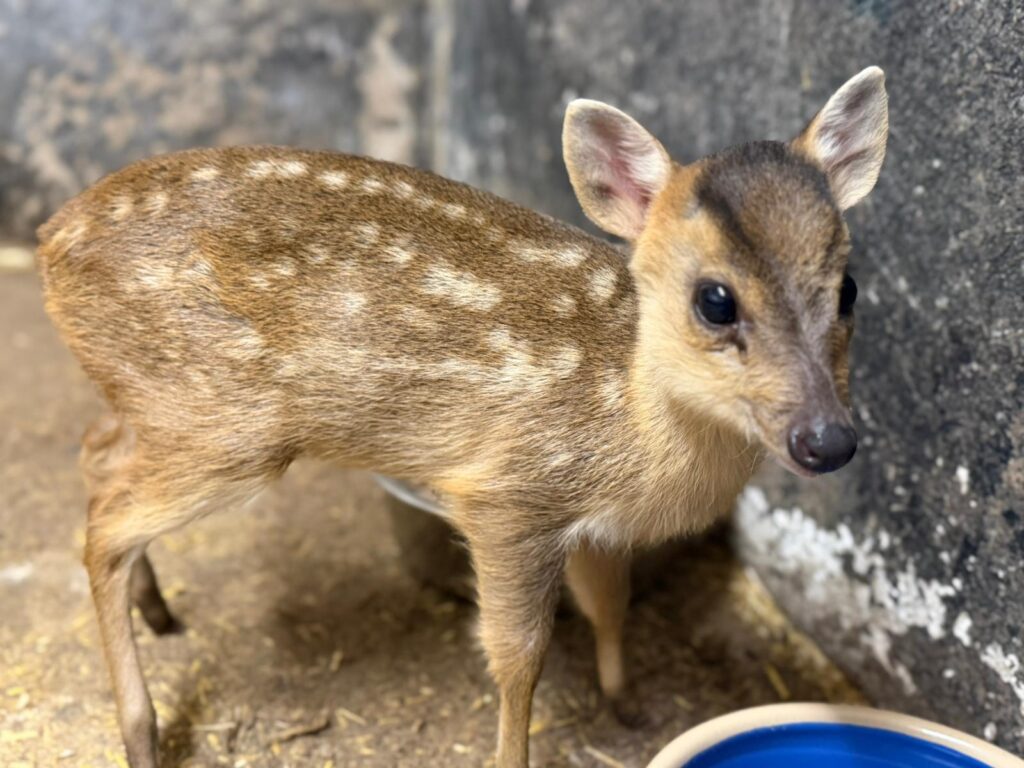 muntjac deer deer rescue in Essex