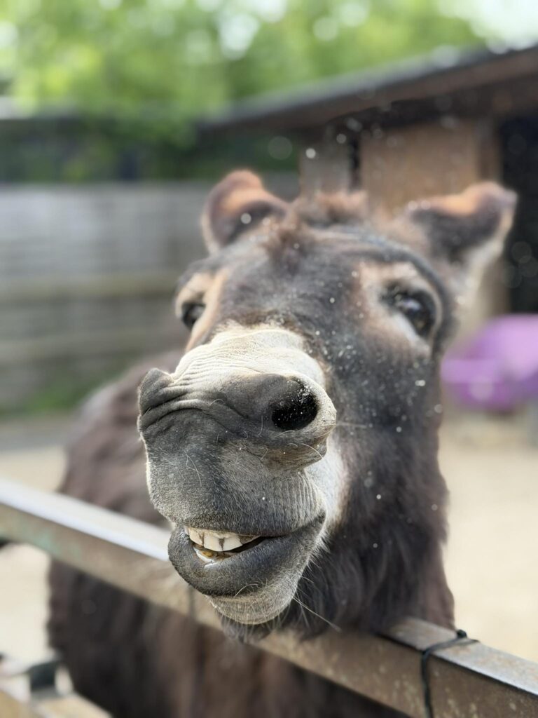 things to do this summer in Essex with kids